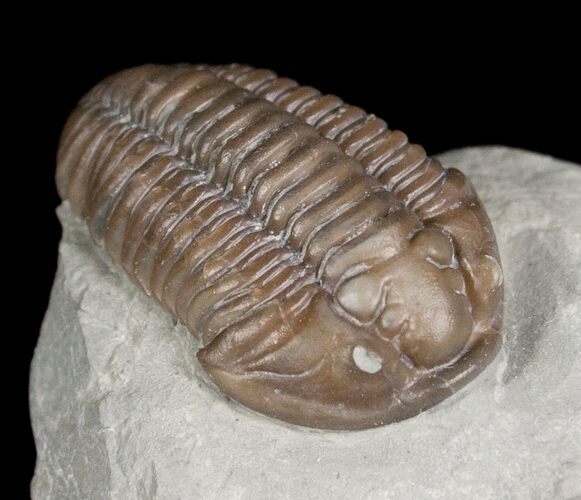 Super Inflated Flexicalymene Trilobite #5609